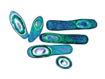 Бактерия Clostridium tetani