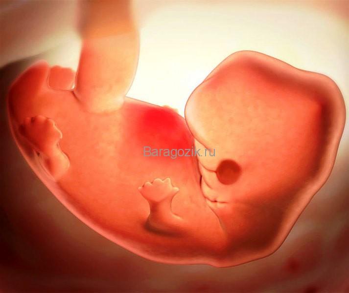 7 неделя беременности акушерского срока - развитие ребенка и ощущения мамы