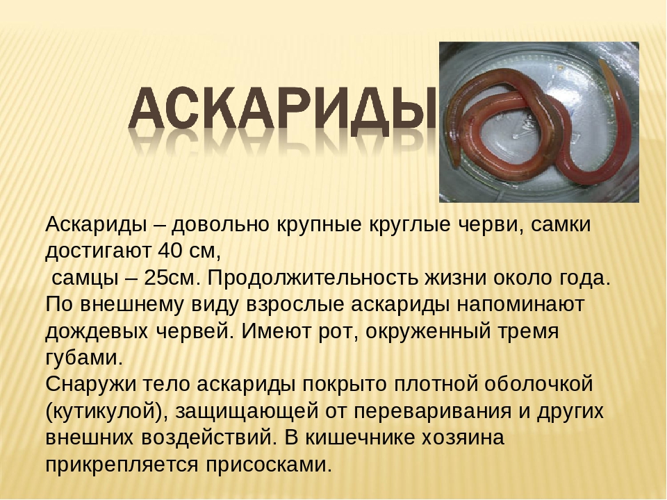 Сколько живет аскарида