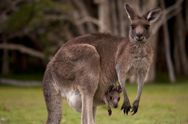 как рожает кенгуру