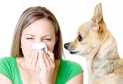 через сколько проявляется аллергия на собак