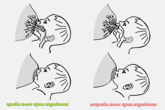 Правильный захват соска