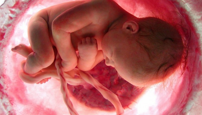 baby-in-the-womb-1140x641