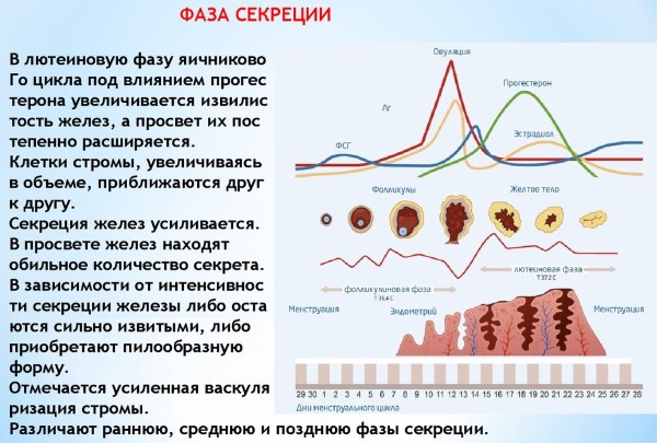 Эндометрий по дням цикла. Нормы толщины для зачатия, ЭКО, при беременности, менопаузе, длинном цикле, в фазе пролиферации, неоднородный