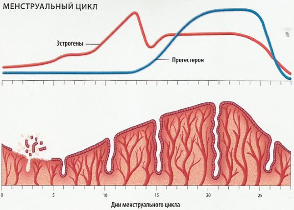 Эндометрий по дням цикла. Нормы толщины для зачатия, ЭКО, при беременности, менопаузе, длинном цикле, в фазе пролиферации, неоднородный