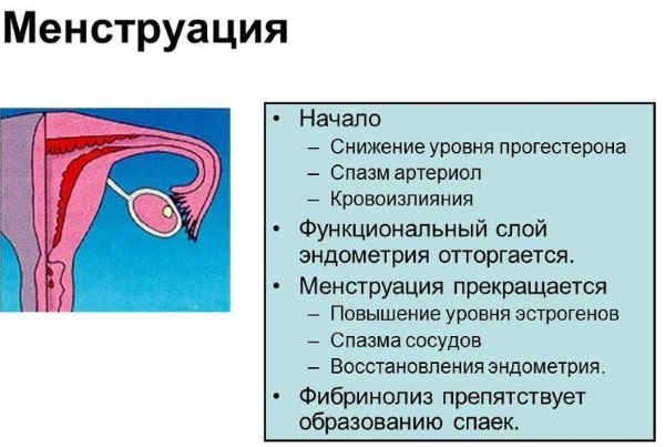 Эндометрий по дням цикла. Нормы толщины для зачатия, ЭКО, при беременности, менопаузе, длинном цикле, в фазе пролиферации, неоднородный