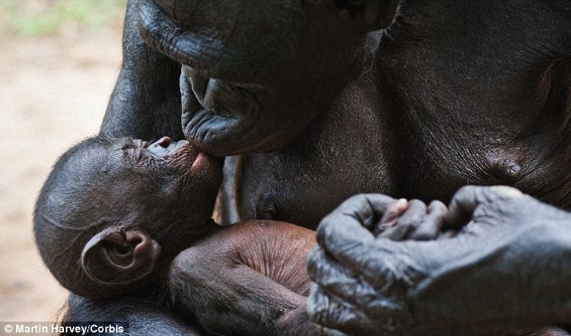 Female bonobo monkeys can mate with every male in the troop of between 10 and 12 to protect their offspring (stock image) .Male bonobos have testes that are roughly 15 per cent larger than chimpanzees, who are very closely related and do commit infanticide