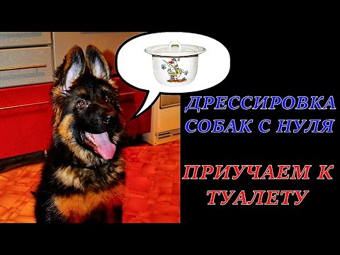 ДРЕССИРОВКА СОБАК С НУЛЯ / КАК ПРИУЧИТЬ ЩЕНКА К ТУАЛЕТУ/ ПЕРВЫЕ ШАГИ / НЕМЕЦКАЯ ОВЧАРКА