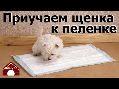 Как приучить щенка к пеленке? Щенок и туалет!