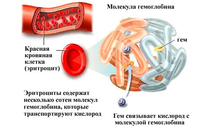 гемоглобин5