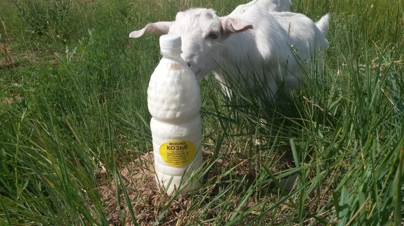 Как пить козе молоко детям