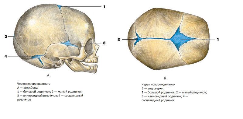 Количество родничков у младенца