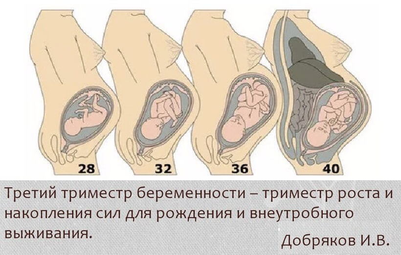 Развитие ребенка в третьем триместре