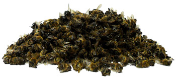 Изображение: Пчелиный подмор