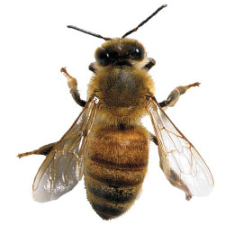 Картинка: покров пчелы