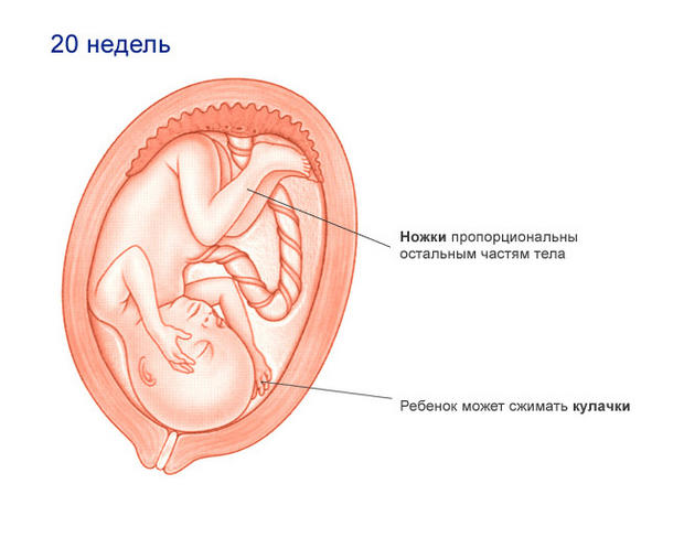 Ребенок на 20 неделе беременности