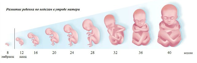 Стадии развития в утробе матери по неделям