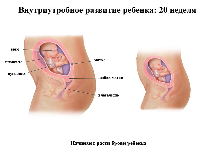 Внутриутробное развитие малыша - 20 неделя