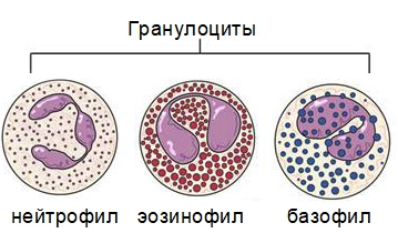 Типы гранулоцитов в крови