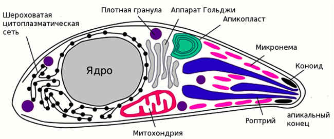 Структура Toxoplasma gondii