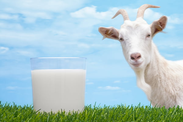Коза и стакан молока