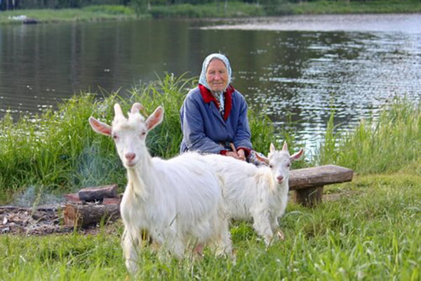 Бабушка с козами на берегу реки