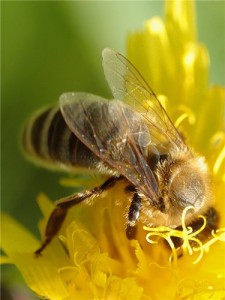 Пчелиный подмор при онкологии