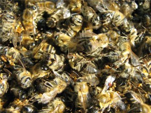 Противопоказания пчелиного подмора