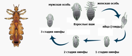 Как передаются вши и как избавиться