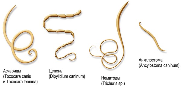 Виды гельминтов