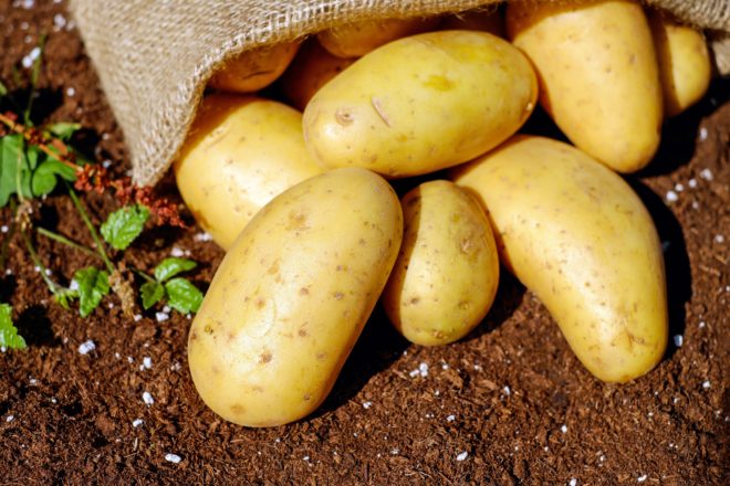 Как и когда вводить картофель в прикорм грудничку: как выбрать и приготовить пюре