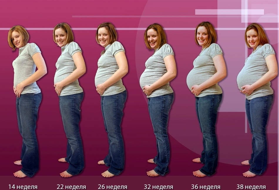 Циклы беременности по неделям с фото