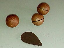 Macadamia integrifolia.jpg