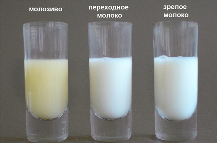 Жирность грудного молока