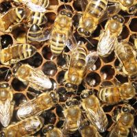 пчелиный подмор противопоказания