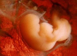 размеры эмбриона по неделям таблица
