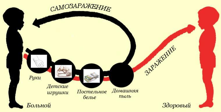 Как происходит заражение детей глистами
