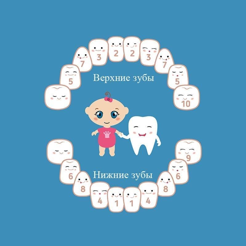 Схема прорезывания молочных зубов у детей.