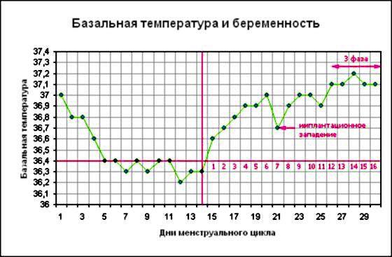 базальная температура при беременности график