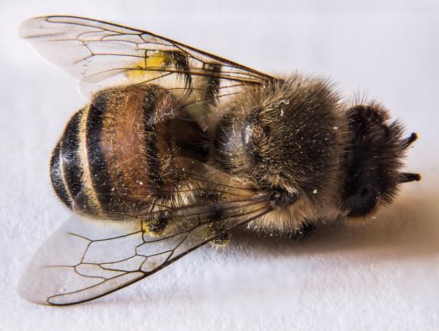 Пчелиный подмор в народной медицине 