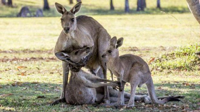 как рождается кенгуру